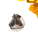 Staurolite Rough Specimen (Connect with Nature)