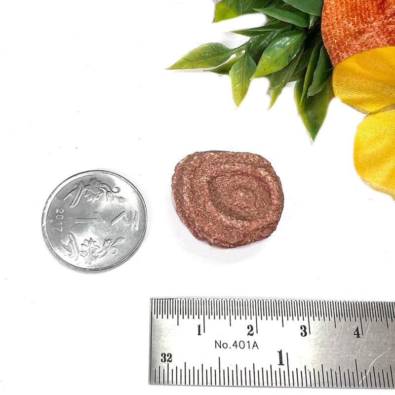 Stromatolite Mineral Specimen (Morocco)