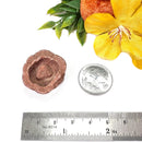 Stromatolite Mineral Specimen (Morocco)