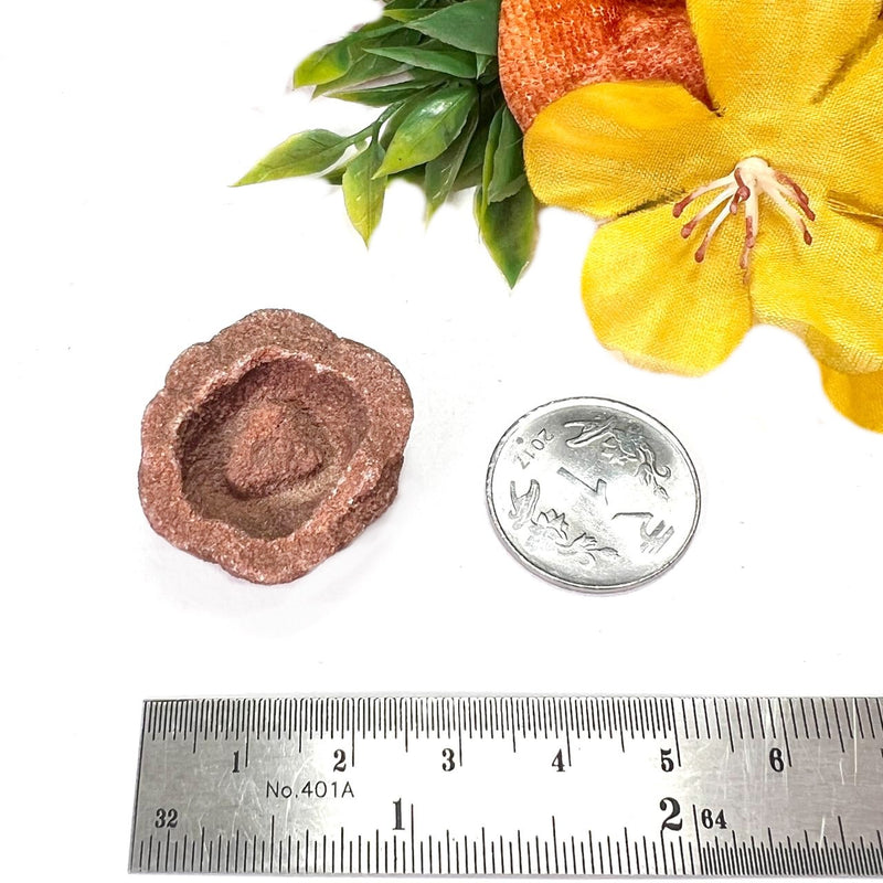 Stromatolite Mineral Specimen (Morocco)