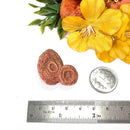 Stromatolite Mineral Specimen (Morocco)