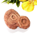 Stromatolite Mineral Specimen (Morocco)