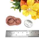 Stromatolite Mineral Specimen (Morocco)