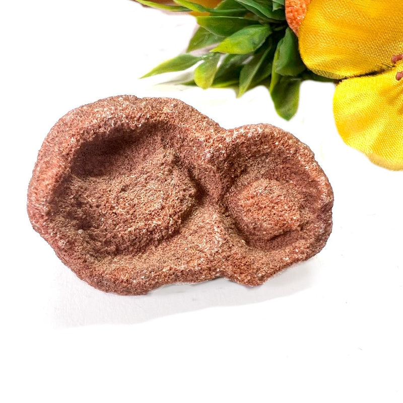 Stromatolite Mineral Specimen (Morocco)