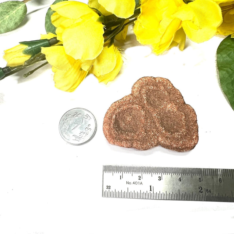 Stromatolite Mineral Specimen (Morocco)