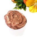 Stromatolite Mineral Specimen (Morocco)