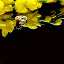 Tiger Eye Adjustable Ring in Silver