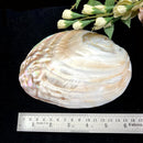 Abalone shell & White Shell