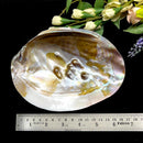 Abalone shell & White Shell