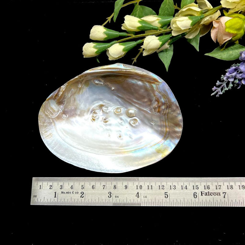 Abalone shell (1 pc)