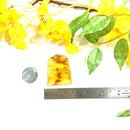 Natural Amber with Insect Inclusions (protection from external forces)