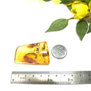 Natural Amber with Insect Inclusions (protection from external forces)