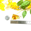Natural Amber with Insect Inclusions (protection from external forces)