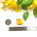Natural Amber with Insect Inclusions (protection from external forces)
