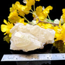 Yellow Calcite Cluster - Indian (Focus & Confidence)