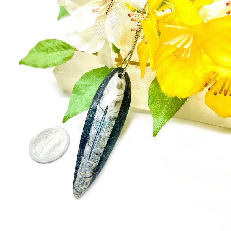 Orthoceras Polished Pendants (Financial Stability)