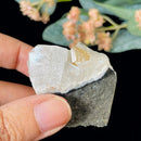 Powellite (Creativity & Perseverance)