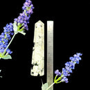 Rainbow Moonstone Tower (Divine Feminine and Intuition)