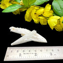 White Scolecite Blades (High Vibration & Transformation)
