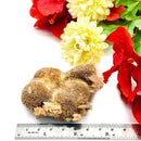 Brown Thomsonite Rough (Protection & Emotional Clarity)