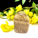 Brown Aragonite Free Forms