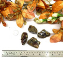 Baltic Amber Rough (Good health)