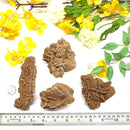 Brown Desert Rose Clusters