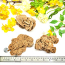 Brown Desert Rose Clusters