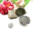 Chiastolite/Andalusite Rough (Balance and Stability)