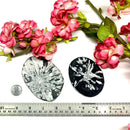 Chrysanthemum  Rough (Synchronicity)