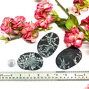 Chrysanthemum  Rough (Synchronicity)