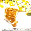 Large Citrine Clusters (Career and Business)