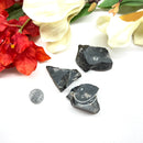 Colus Crystal Rough (Transformation)