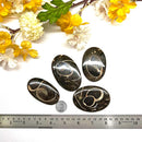 Colus Cabochon (Transformation)