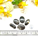 Colus Cabochon (Transformation)