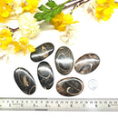 Colus Cabochon (Transformation)