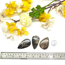 Colus Cabochon (Transformation)