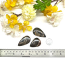 Colus Cabochon (Transformation)