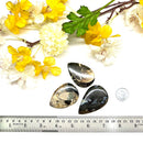 Colus Cabochon (Transformation)