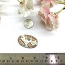 Crazy Lace Agate Cabochon