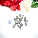 Crinoid Stem Rough (Regeneration of cells)