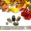 Feather Agate Cabochons