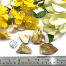 German Dendritic Agate Rough (Spiritual Growth)