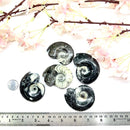 Goniatite Rough (Change and Evolution)