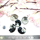 Goniatite Rough (Change and Evolution)