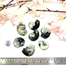 Goniatite Rough (Change and Evolution)