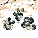 Goniatite Rough (Change and Evolution)