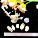 Lemon Chrysoprase Cabochon (Self Love & Self Esteem)