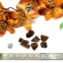 Mahogany Obsidian Rough (Grounding and Protection)