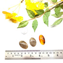 Montana Agate cabochon (Balance and Calm)